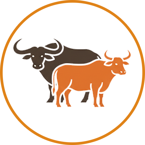 Buffalo and OX بھینس اور سانڈ